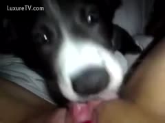 A close-up of a dog licking a teenage girl's pussy